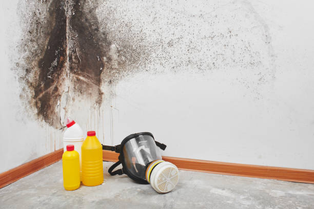 Best Kitchen Mold Remediation in Bangs, TX