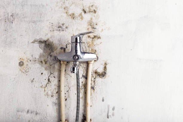Best Bathroom Mold Remediation in Bangs, TX