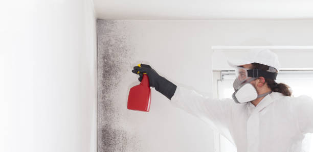 Best Black Mold Remediation in Bangs, TX