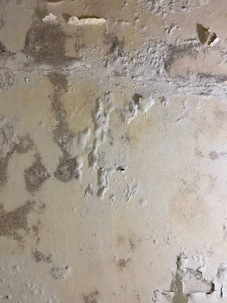 Best Basement Mold Remediation in Bangs, TX