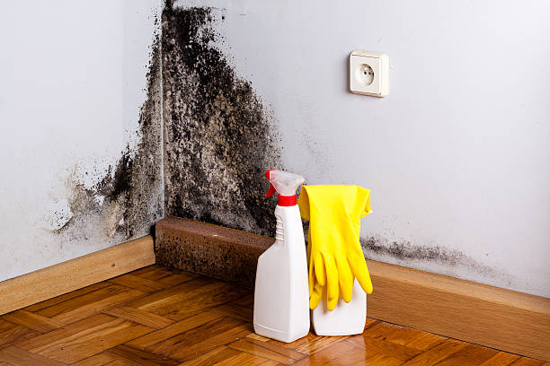 Best Attic Mold Remediation in Bangs, TX